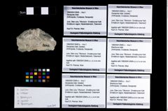 Foto (Objekt + Etikett) von Decapoda indet. (lobster)  (NHMW-GEO-1990-0041-2649b)